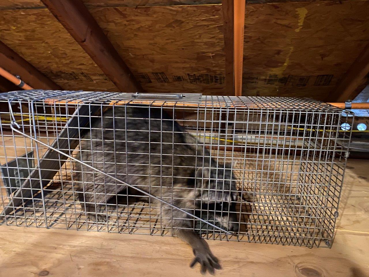 Tacoma raccoon trapping