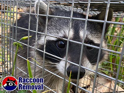 Tacoma raccoon trapping